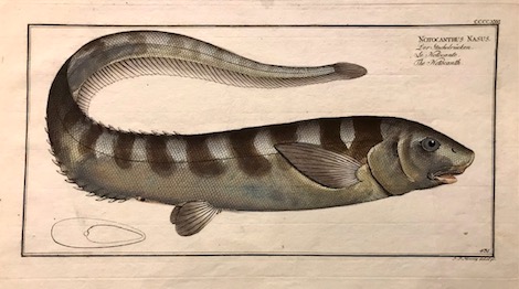 Bloch Marcus Elieser (1723-1799) Notocanthus Nasus. Der Stachelrücken. Le Notocante. The Notocanth 1785 Berlino